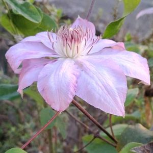 クレマチス,薔薇 しのぶれど,木槿（ムクゲ）八重,地植え,花のある暮らしの画像