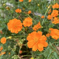 アベリア,アベリア,キバナコスモス(黄花秋桜),⁇⁇?・・・,紅葉してきたハナミズキの画像