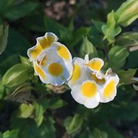 トレニア,公園,ガーデニング,ネコ好き,公園散歩の画像