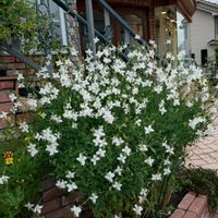 ガウラ,カーテン屋さんの花壇,お出かけ先の画像