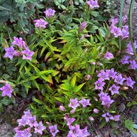 リンドウ,リンドウ,おはようございます,季節の花,いつもありがとうございますの画像