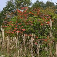 ススキ,リンドウ,ヤマウルシ,山野草,落葉低木の画像