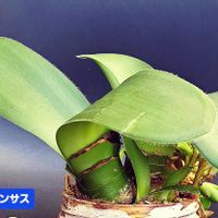 ハエマンサス,眉刷毛万年青(まゆはけおもと),植物男子ベランダー,ベランダの画像