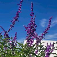 アメジストセージ,季節の花,運動会,季節の風物詩,四季の彩りの画像