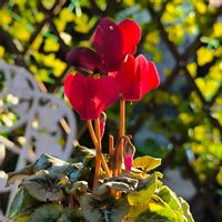 ガーデンシクラメン,冬の花,テラスの画像