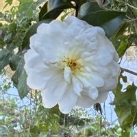 サザンカ,サザンカ,花散歩,秋深し…の画像