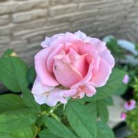 サザンカ,ダンギク,カキ,アスター・ショーメーカー,バラ　シュンさんの画像