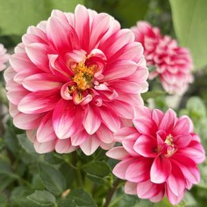 癒し,#ガーデニング,ピンクワールドへ ようこそ,エクステリアの画像