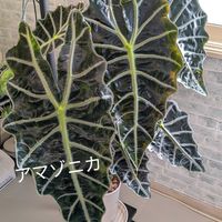 アローカシア,観葉植物の画像
