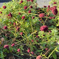ワレモコウ,山野草大好き,秋深し…の画像