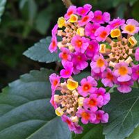 ランタナ,ちっちゃいものクラブ,スライドショー♪,φ( •ω•́  )ﾌﾑﾌﾑ...ﾍﾑﾍﾑ ﾚﾝﾚﾝの画像