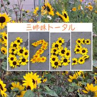 ヒマワリ,アポロン,ひまわり アポロン,アポロンゴールド,癒しの画像