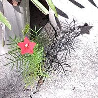ルコウソウ,うどん県人会,うどん県西支部,小さな庭の画像