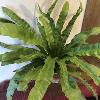 アスプレニウム,観葉植物,鉢植え,シダ植物,ガーデニングの画像