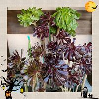 黒法師,カランコエ ドリーQ2,多肉植物,富士山,緑のある暮らしの画像