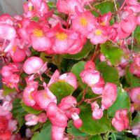 ベゴニア,庭の花,花のある暮らし,植物大好き,人に優しくの画像