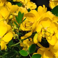 観葉植物,はなはな,花のある暮らし,花の写真,花のある生活の画像