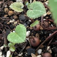 ミニシクラメン,植え替え,零れ種,北陸頑張って♡♡♡,能登の方々頑張って♡の画像