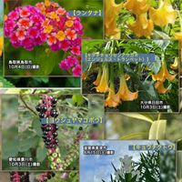 ランタナ,キョウチクトウ,ヨウシュヤマゴボウ,チーム新潟,危険な草木の画像
