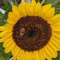 ミニひまわり,薔薇の実(ローズヒップ),ひまわり,向日葵(ヒマワリ),オリーブの青い実の画像