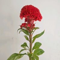 ケイトウ,ケイトウ（鶏頭）,ケイトウ サカタプライド,けいとう (鶏頭)),一人一花の画像