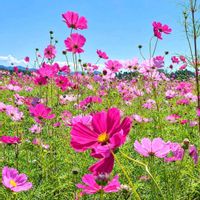 キク,アベリア,ハンキング 寄せ植え,秋明菊  白,シャリンバイの実の画像