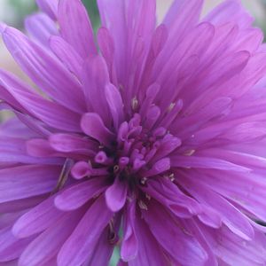 アスター,アスター,四角豆,甘とう美人,我が家のお花たちの画像