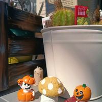 アガベ 白閃光,多肉植物,多肉男子,ハロウィン月間,玄関アプローチの画像