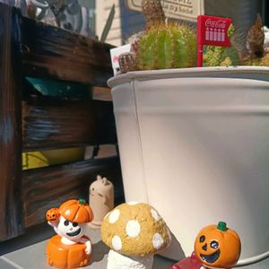 アガベ 白閃光,多肉植物,多肉男子,ハロウィン月間,玄関アプローチの画像