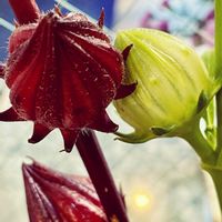 ローゼル,ローゼル,ローゼル,平和を願う☆,JAにての画像
