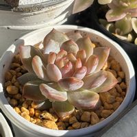 エケベリア 玉芙蓉,多肉植物,その他エクステリアの画像