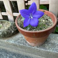 キキョウ,キンモクセイ,コスモス,サザンカ,夾竹桃の画像
