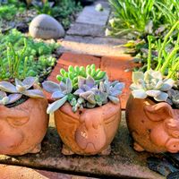 多肉植物,多肉寄せ植え,いつもありがとう♡,手作りの庭,可愛い鉢の画像