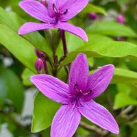 ムラサキドリビー,ドリビードリビー,鉢植え,挿し木,元気！の画像