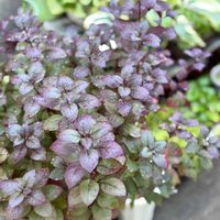 アルテラナンテラ　リトルロマンス,鉢植え,挿し芽で増やすの画像