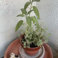 ビデンス,ダンギク,リーフレタス,水菜,シルバータイムの画像