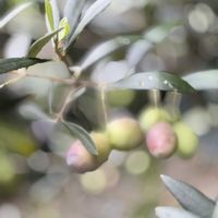 オリーブ,カリン,花のある暮らし,お花が好き♡,キュンキュン乙女倶楽部の画像