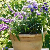 寄せ植え,ガーデニング,秋の花,花のある暮らし,小さな庭の画像