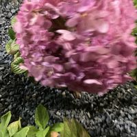 紫陽花,花のある暮らし,秘密の花園♡,花咲く乙女たち♡,人に優しくの画像