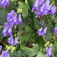 トリカブト,花のある暮らし,秘密の花園♡,花咲く乙女たち♡,一期一会のお花♡の画像