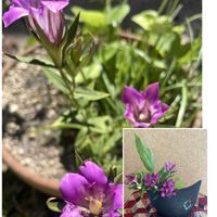 リンドウ,生花,元気もらえる,お花のある暮らしの画像