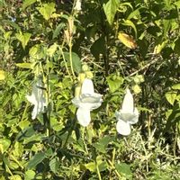 ホタルブクロの画像