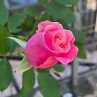 ダフネ,ミニバラ コルダーナ,花のある暮らし,バラ・ミニバラ,週末ガーデナーの画像