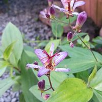 ホトトギス,アメジストセージ,秋明菊の画像