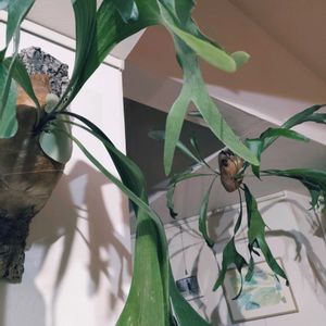 ビカクシダ,観葉植物,インドアグリーン,葉っぱ好き,みどりのある暮らしの画像