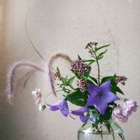 フジバカマ,秋明菊,レッドフォックス,五月雨桔梗,シュウメイギク さくらこの画像