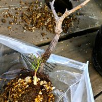 ウンベラータ,オペルクリカリア・パキプス,多肉植物,観葉植物,塊根植物の画像