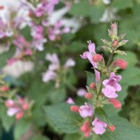 アンゲロニア,ジニア クイーンレッドライム,大人の着せ替え人形,アガスタチ　ピンクパール,ピンクの花の画像