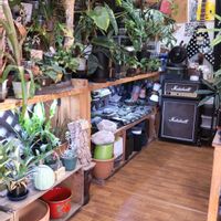 多肉植物,ウラボシ科,ビカクシダ属,食中植物,塊根の画像