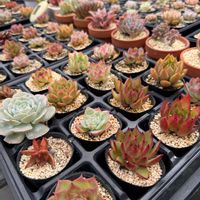 多肉植物,エケベリア属,バルビナエア属,カリロア属の画像